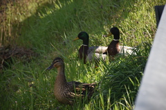 Anas platyrhynchos