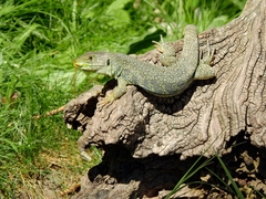 Timon lepidus lepidus