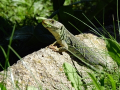 Timon lepidus lepidus