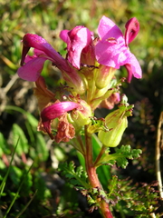 Pedicularis rostratocapitata