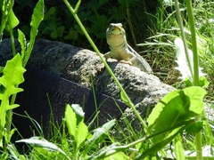 Timon lepidus lepidus