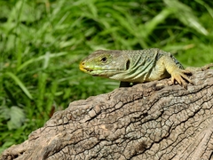 Timon lepidus lepidus