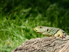 Timon lepidus lepidus