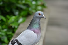 Columba livia