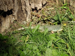 Timon lepidus lepidus