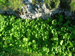 Adenostyles alliariae