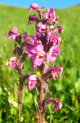 Pedicularis rostratospicata