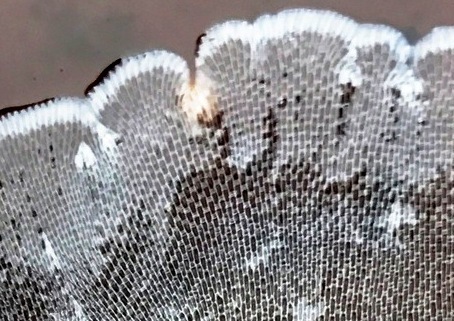 Membranipora membranacea