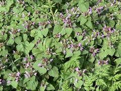 Lamium purpureum