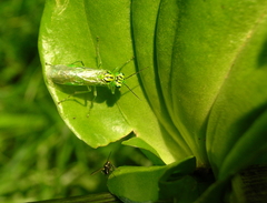 Rhogogaster punctulata