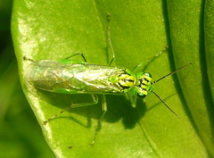 Rhogogaster punctulata