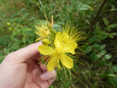 Hypericum hircinum
