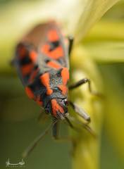 Spilostethus saxatilis