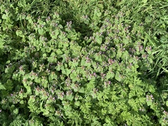 Lamium purpureum