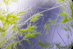 Draparnaldia mutabilis