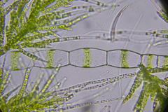 Draparnaldia mutabilis