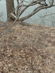 Sciurus carolinensis