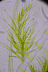 Draparnaldia mutabilis