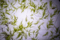 Draparnaldia mutabilis