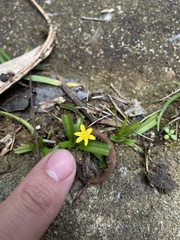 Hypoxis decumbens