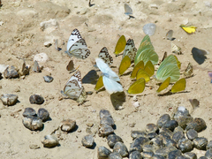 Spialia ferax