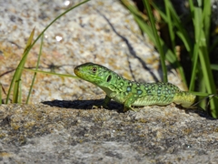 Timon lepidus lepidus