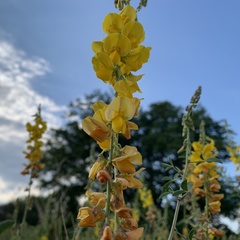 Crotalaria laburnifolia
