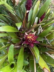 Guzmania conifera