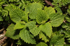 Lamium album