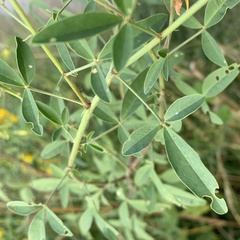 Crotalaria laburnifolia