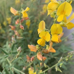 Crotalaria laburnifolia