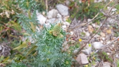 Reseda alba