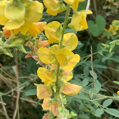 Crotalaria laburnifolia