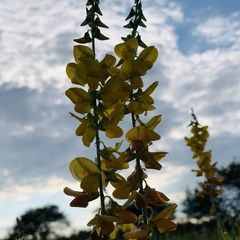 Crotalaria laburnifolia