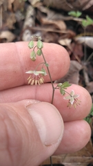 Thalictrum debile
