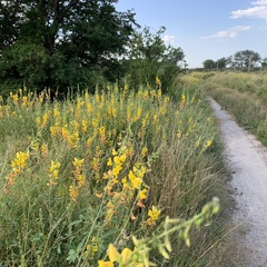 Crotalaria laburnifolia