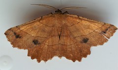 Euchlaena johnsonaria