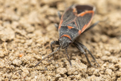 Melacoryphus admirabilis