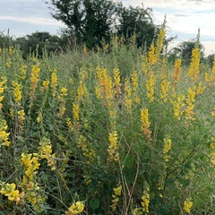 Crotalaria laburnifolia