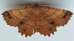 Euchlaena johnsonaria