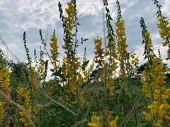 Crotalaria laburnifolia