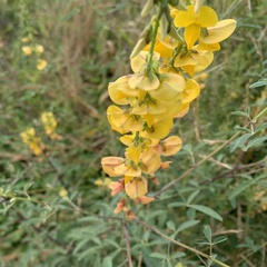 Crotalaria laburnifolia