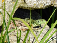 Timon lepidus lepidus