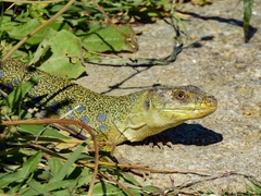 Timon lepidus lepidus