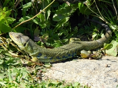 Timon lepidus lepidus