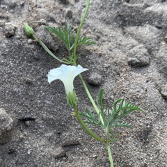 Ipomoea coptica