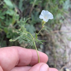 Ipomoea coptica