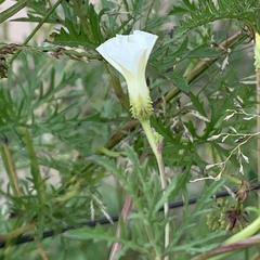 Ipomoea coptica