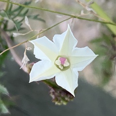Ipomoea coptica