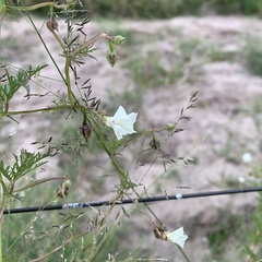 Ipomoea coptica
